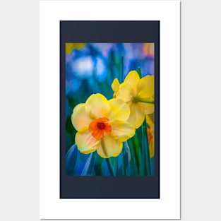 Daffodils 15 Posters and Art